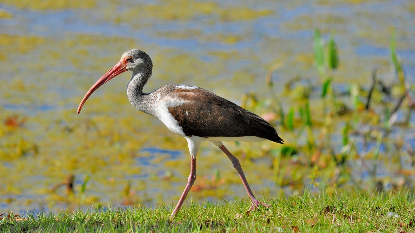 Ибис идет по зеленой траве у водоема