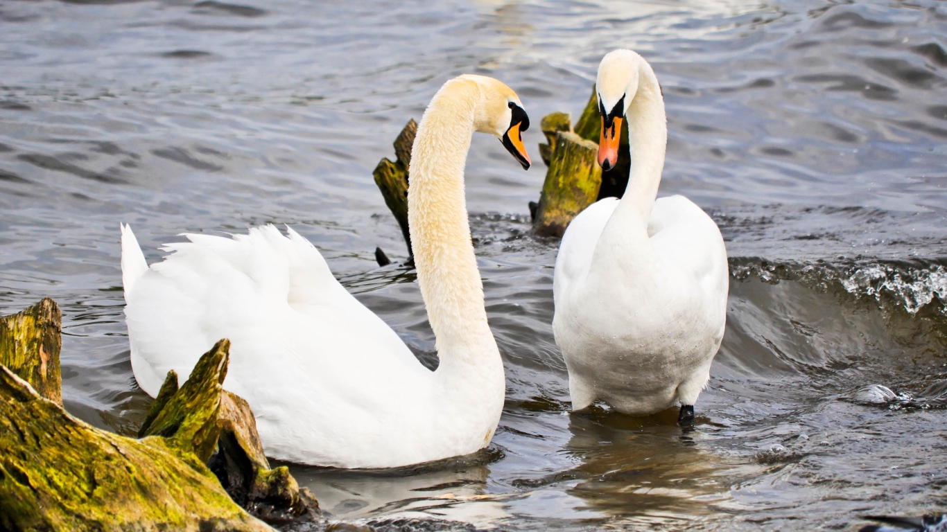 Два красивых белых лебедя в воде