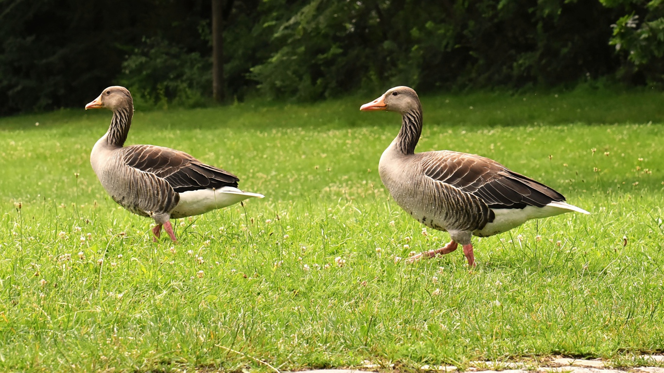 Два серых гуся гуляют по зеленой траве