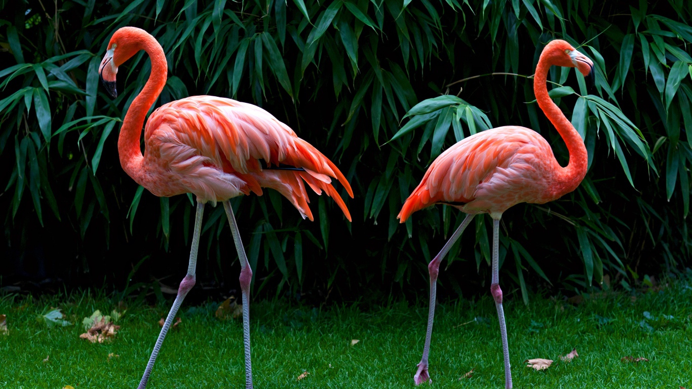 Два розовых фламинго стоят на зеленой траве