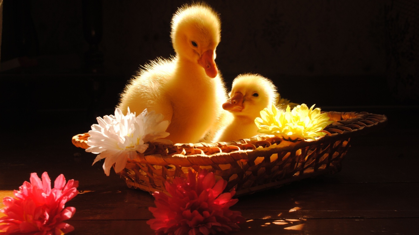 Два желтых маленьких утенка сидят в корзинке