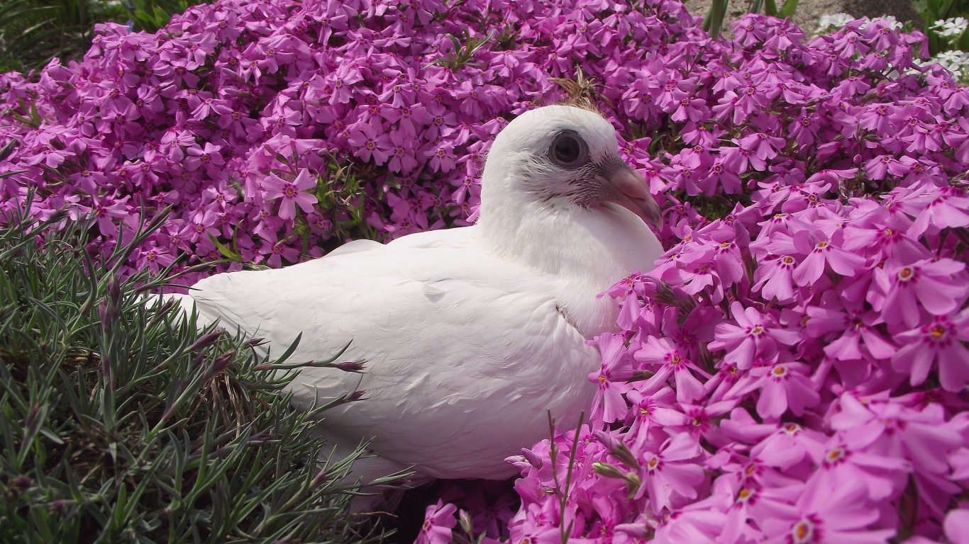 Белый голубь сидит в розовых цветах гвоздики