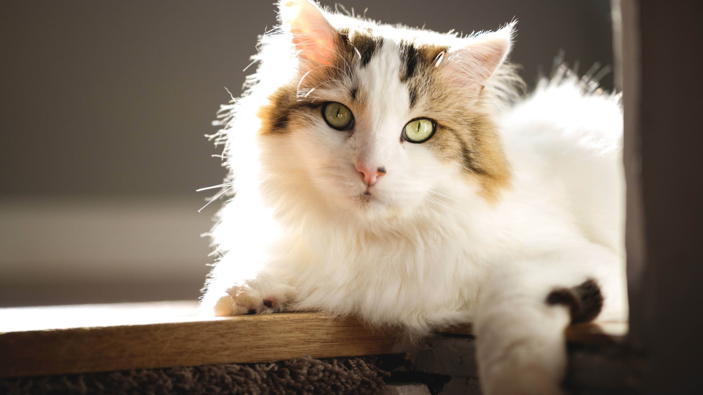 Большой красивый кот лежит на подоконнике в лучах солнца