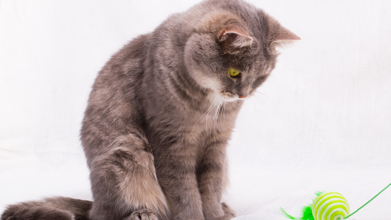 Кошка смотрит на игрушку на веревке на сером фоне