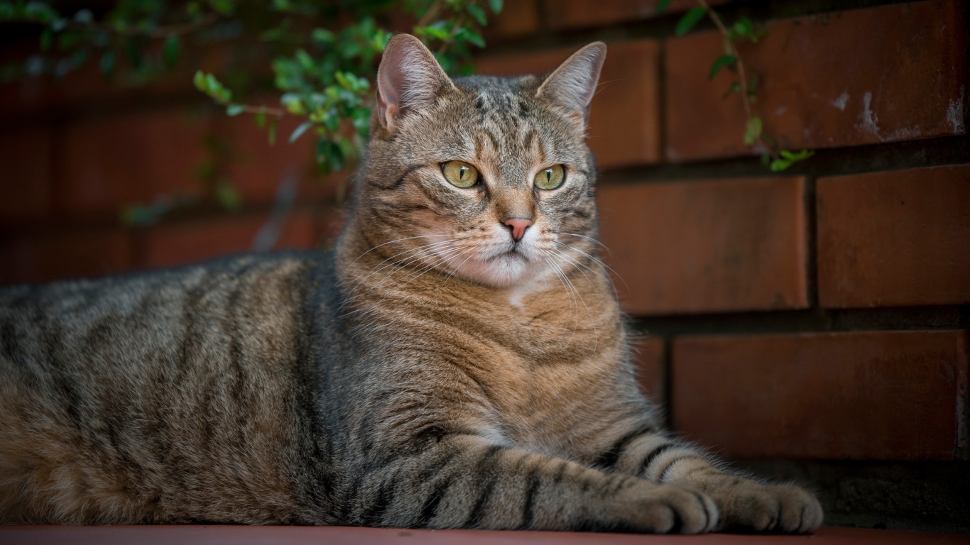 Большой серый кот лежит у кирпичной стены 