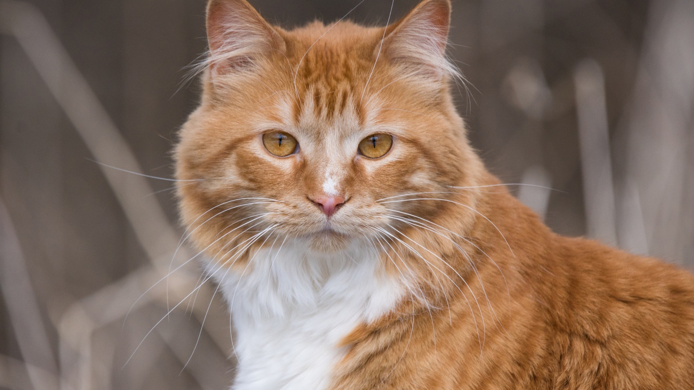 Взгляд красивого рыжего с белым кота 