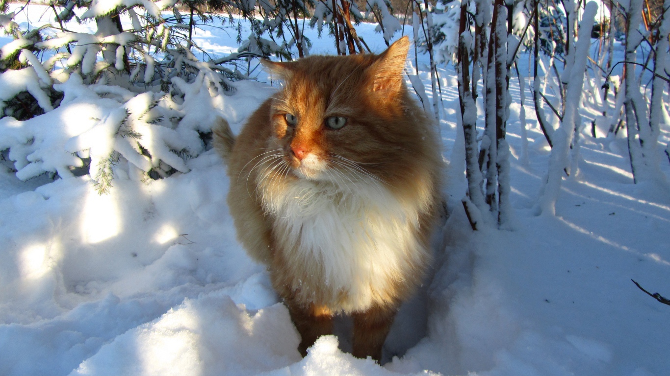 Рыжий кот стоит на холодном белом снегу