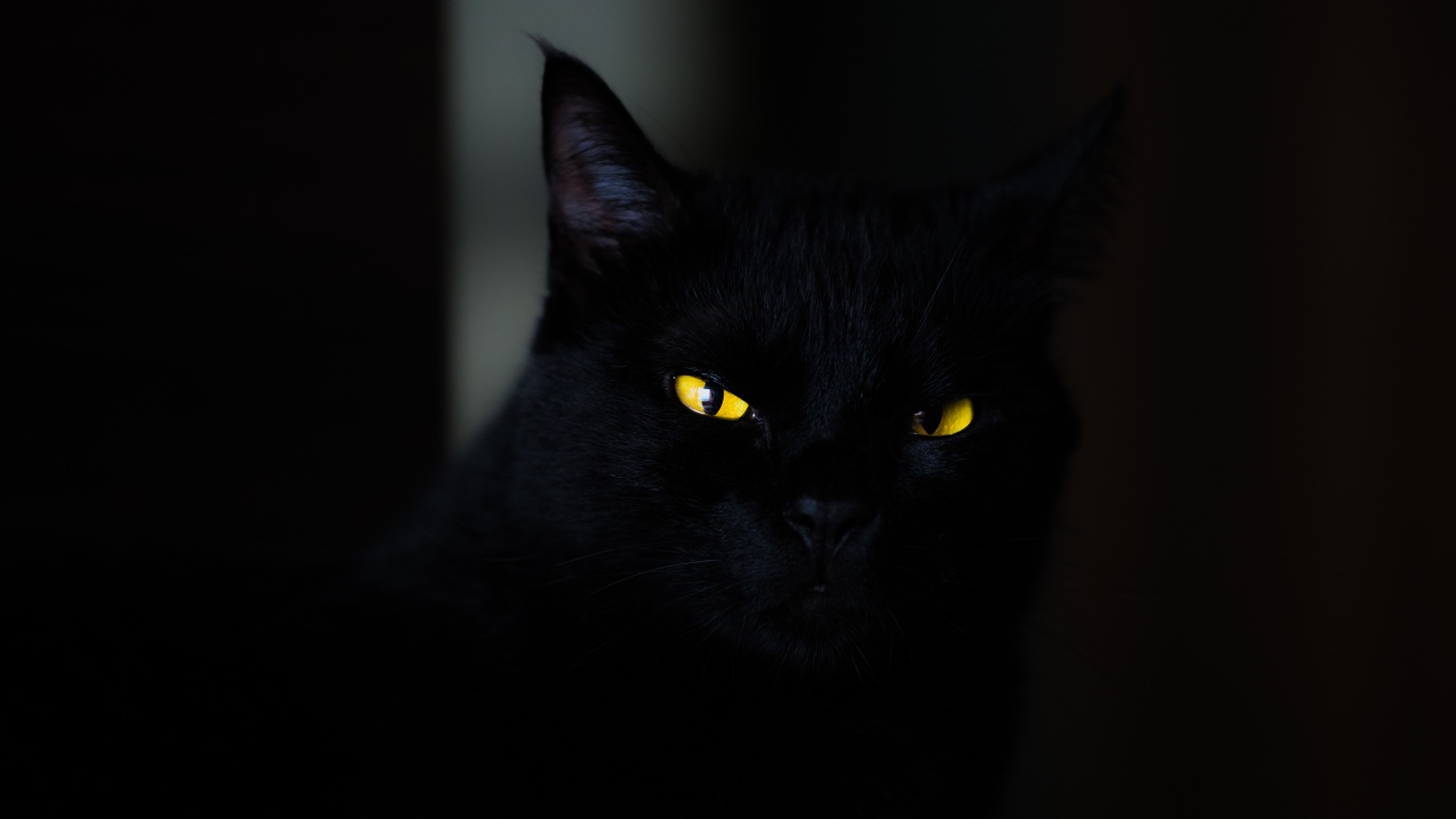 Красивый черный кот с желтыми глазами