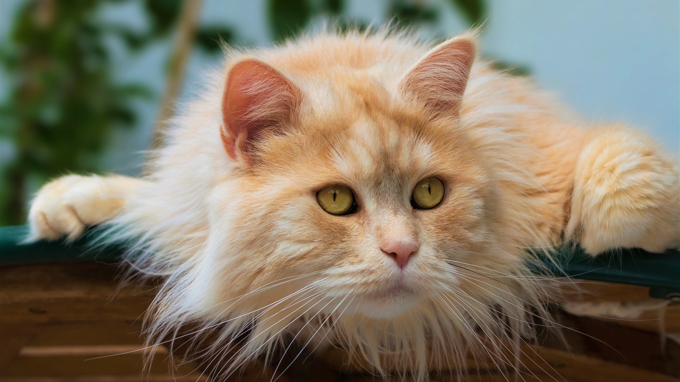 Красивый пушистый рыжий кот