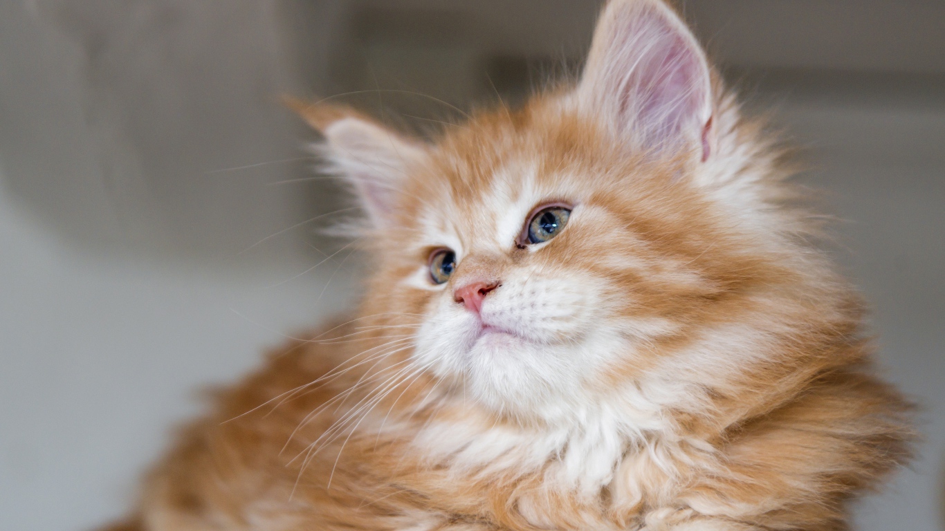 Красивый пушистый рыжий котенок