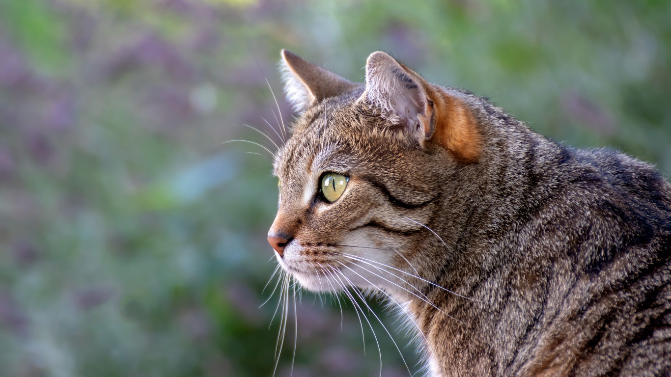 Красивый серый зеленоглазый кот