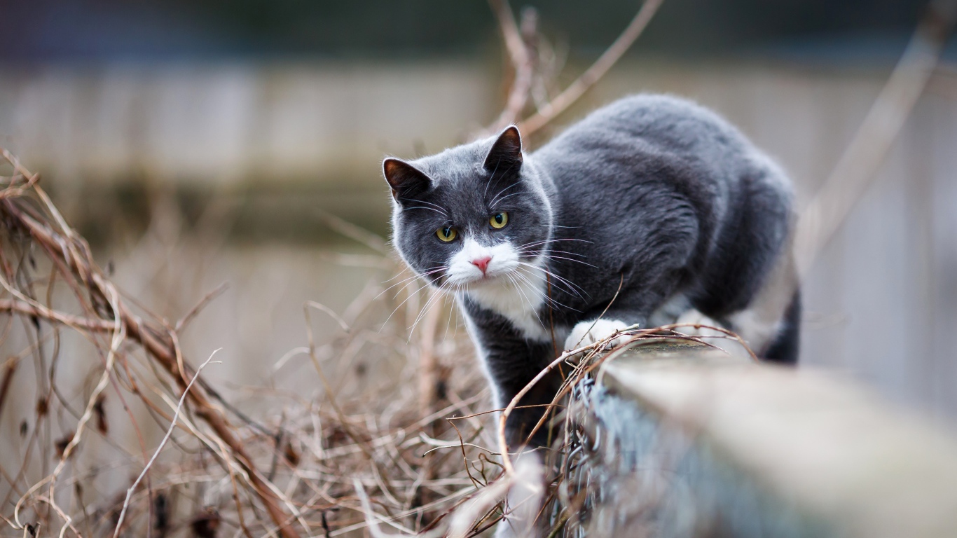 Красивый серый с белым кот сидит на заборе 