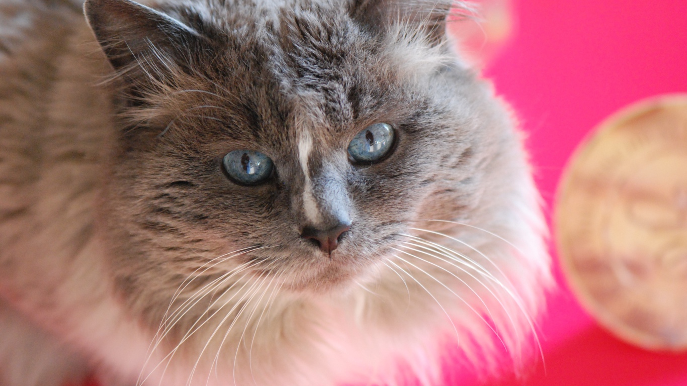 Красивый взгляд пушистого голубоглазого кота