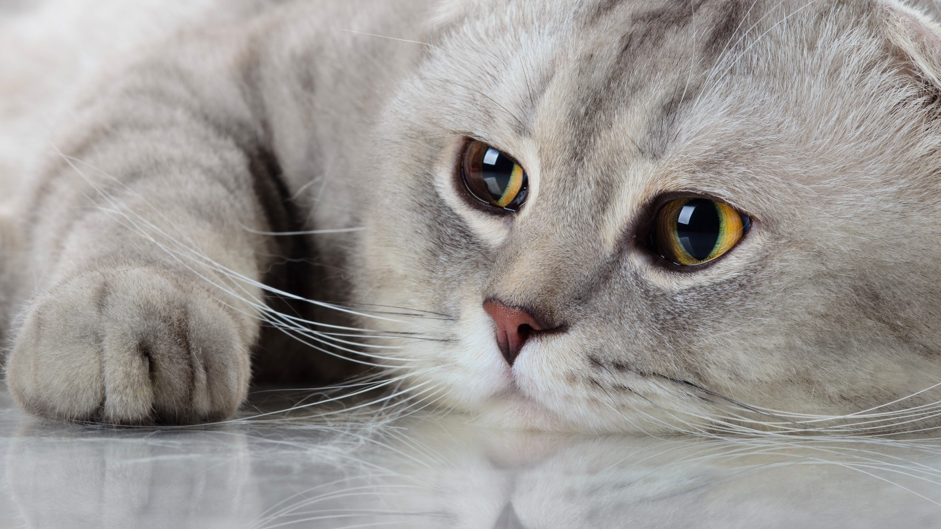 Красивый породистый кот с грустными глазами