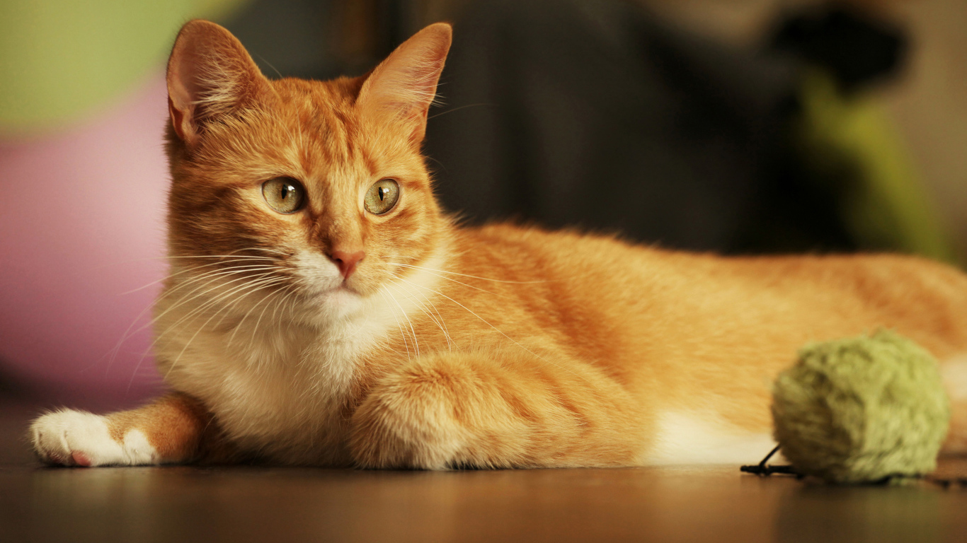 Красивый рыжий кот с игрушкой 