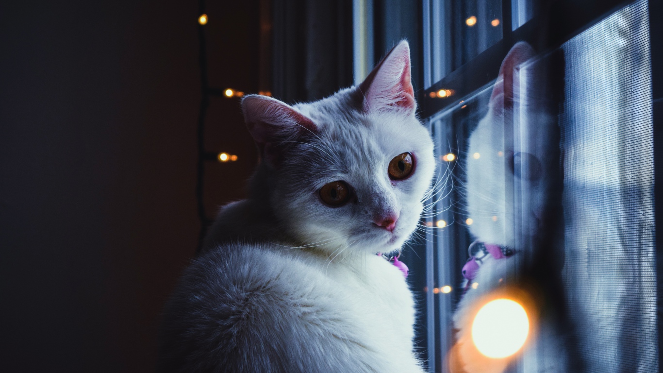 Красивый белый кот сидит у окна с гирляндой