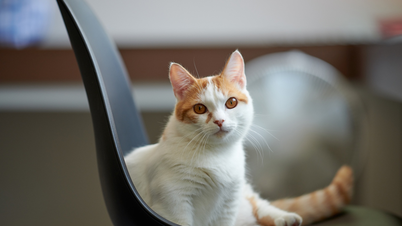 Красивый белый с рыжим кот на стуле