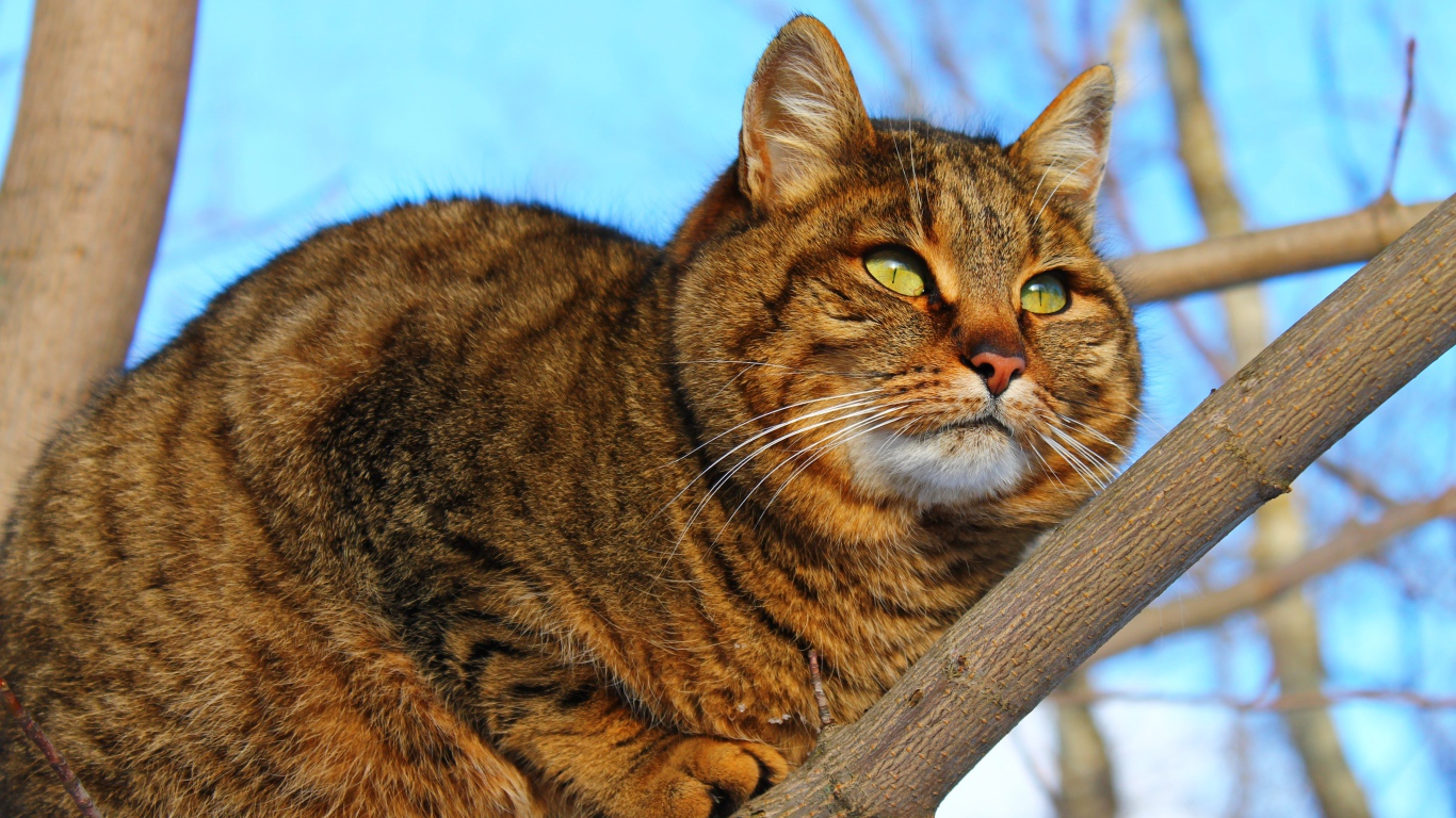 Большой красивый серый кот на дереве