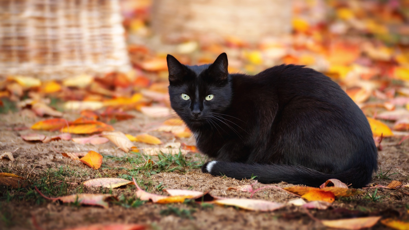 Черный кот сидит на земле с опавшими желтыми листьями