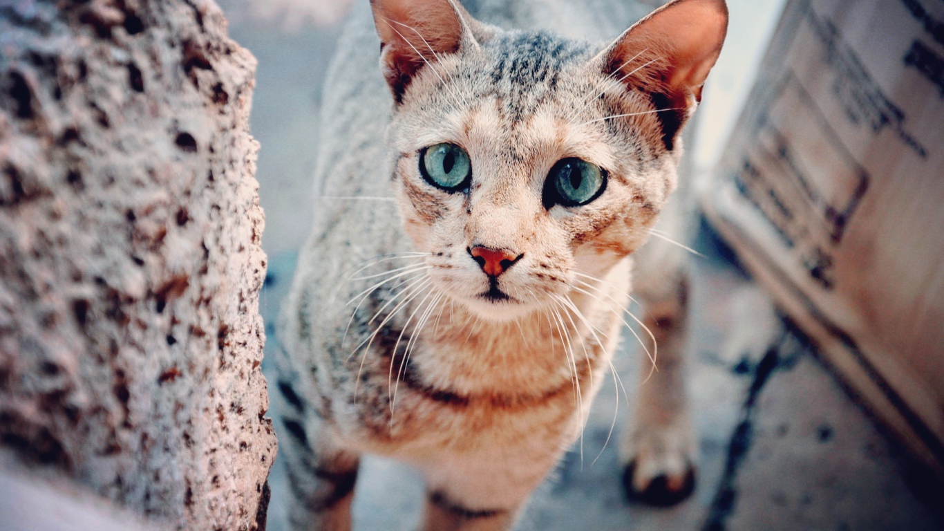 Голубоглазая серая кошка с грустным взглядом