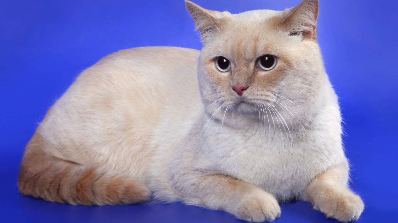 Британская кошка кремовый-пойнт окрас