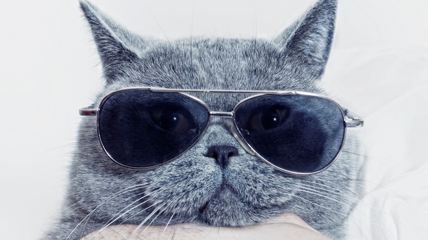 Британский кот в очках