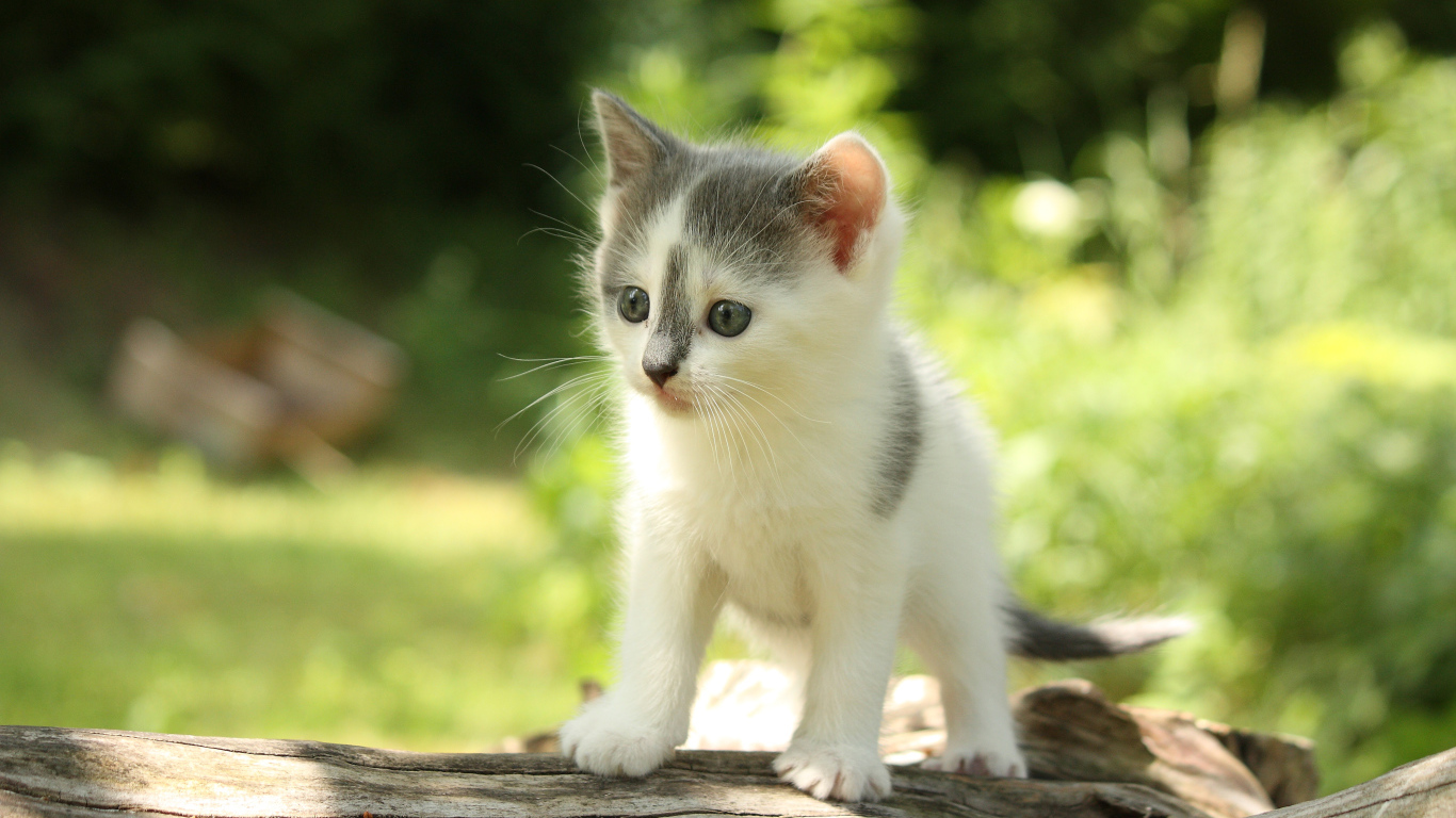 Милый маленький котенок на деревянной колоде