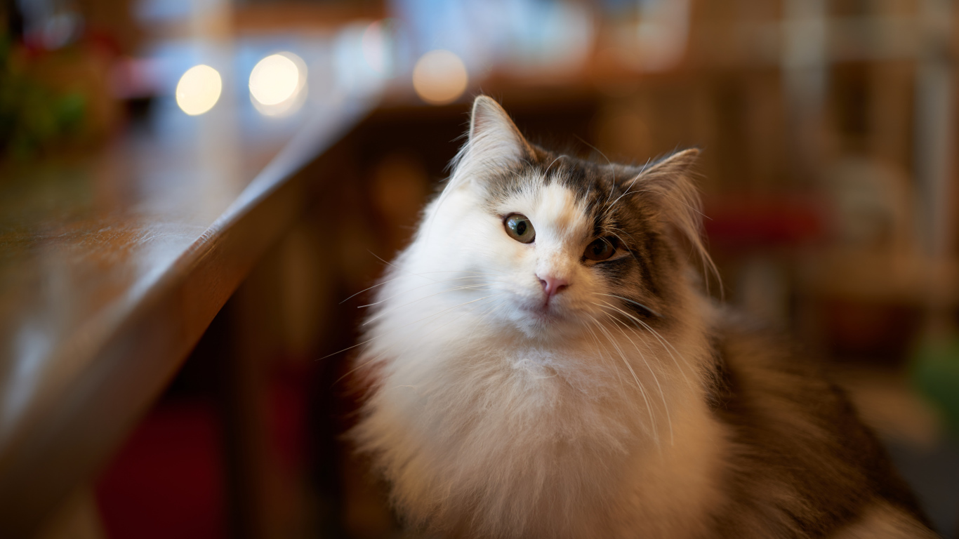 Пушистый красивый кот сидит у стола 