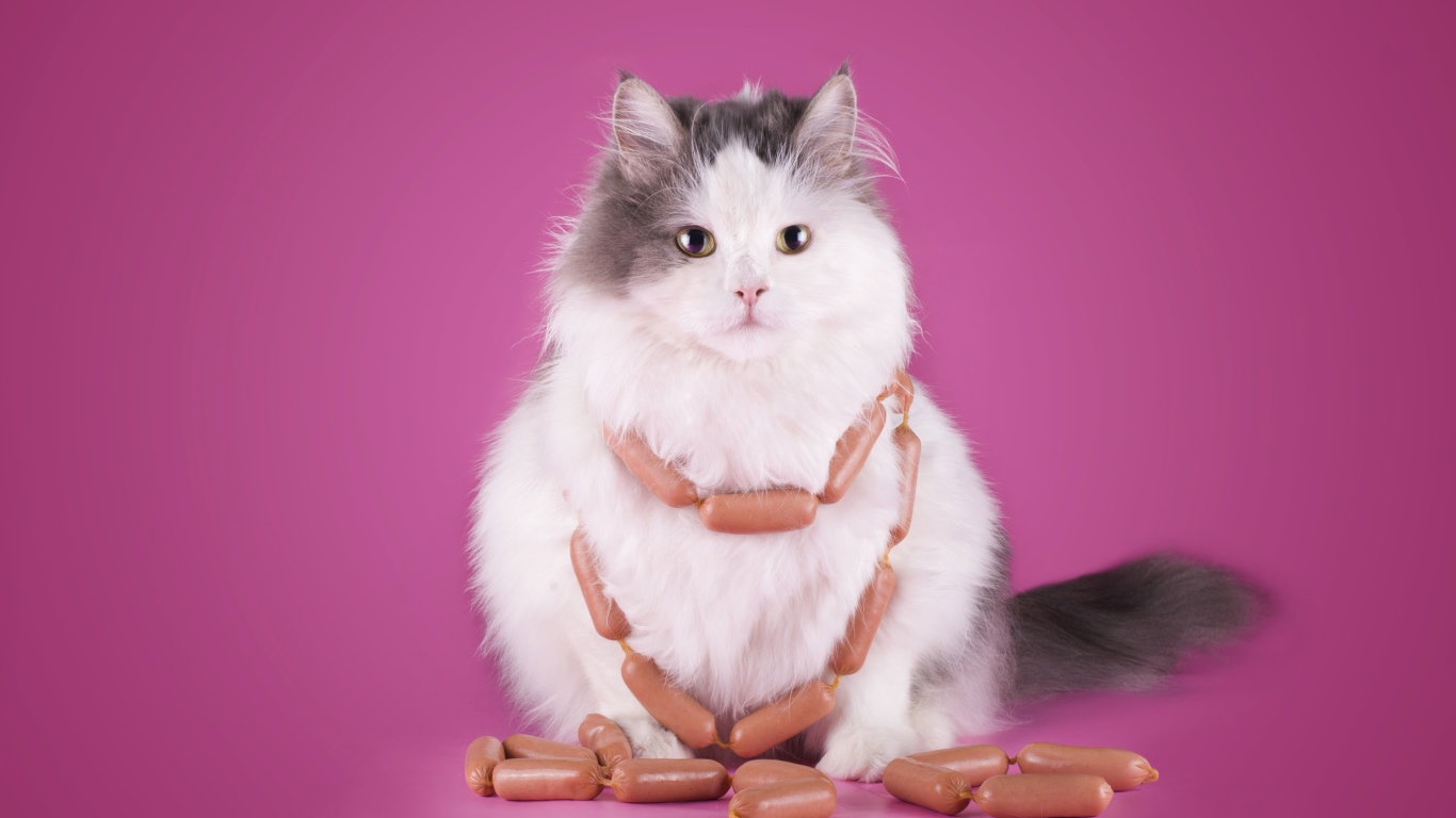 Пушистый кот с сосисками на розовом фоне