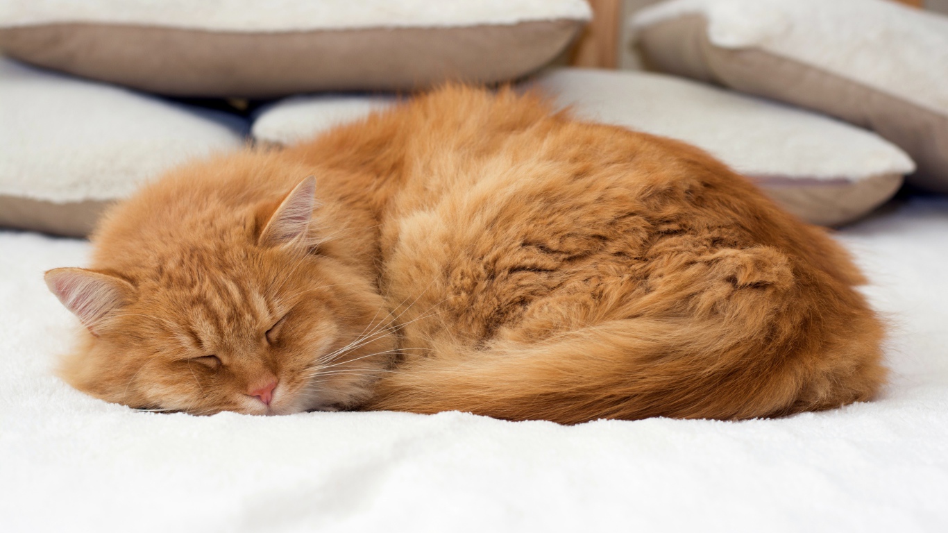 Пушистый рыжий кот спит на кровати 