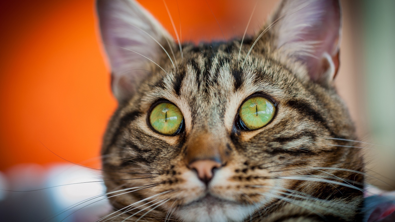 Забавная морда серого зеленоглазого кота