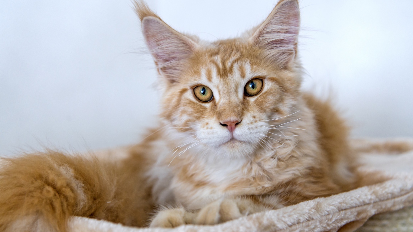 Пушистый рыжий кот породы мейн кун