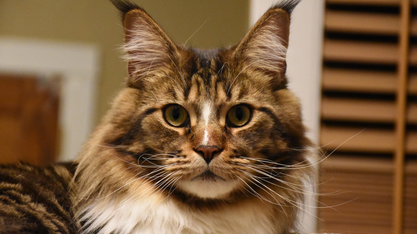 Серый красивый кот мейн кун крупным планом 