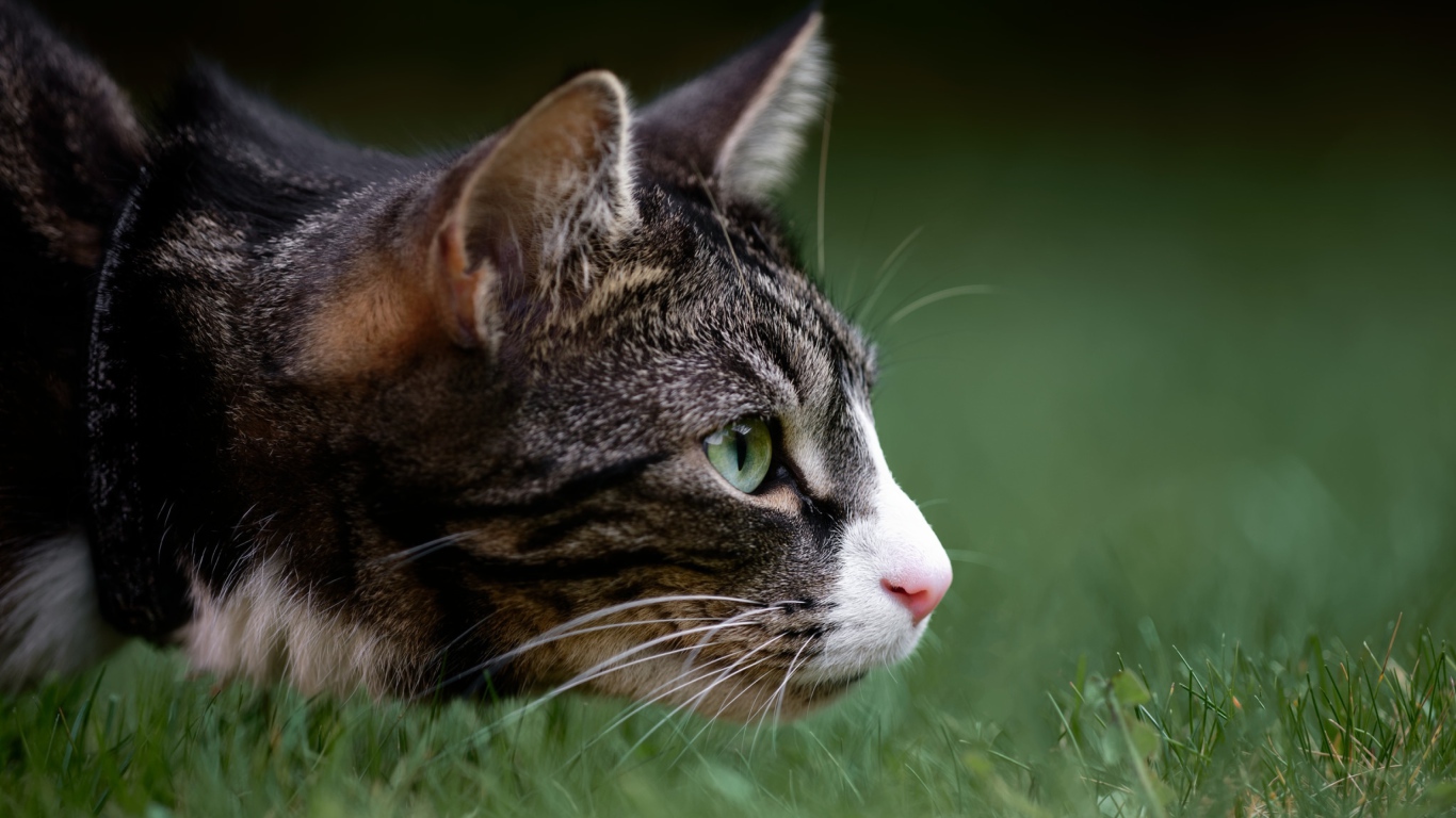 Серый кот охотится в зеленой траве 