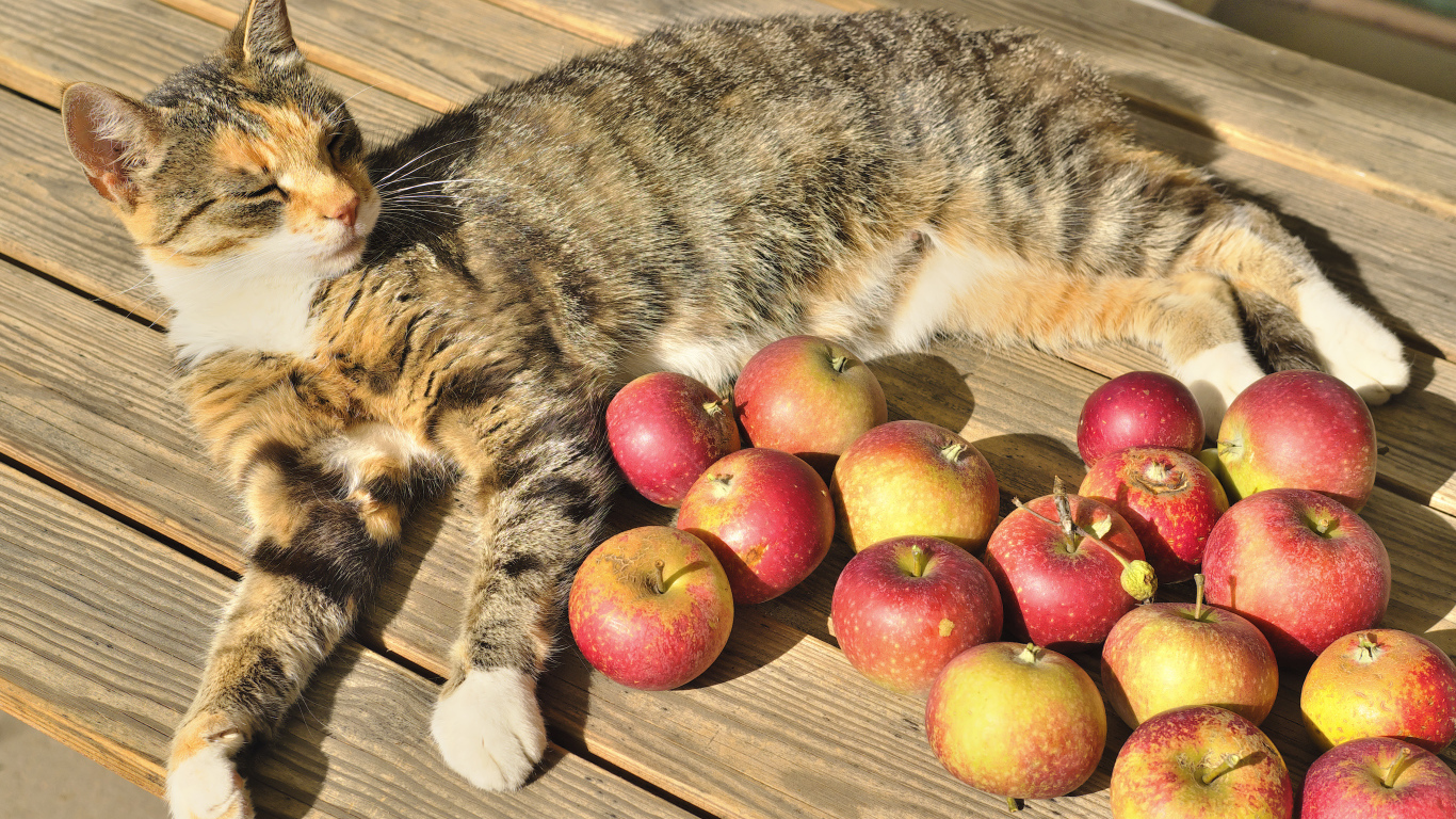 Серый кот лежит на столе с красными яблоками
