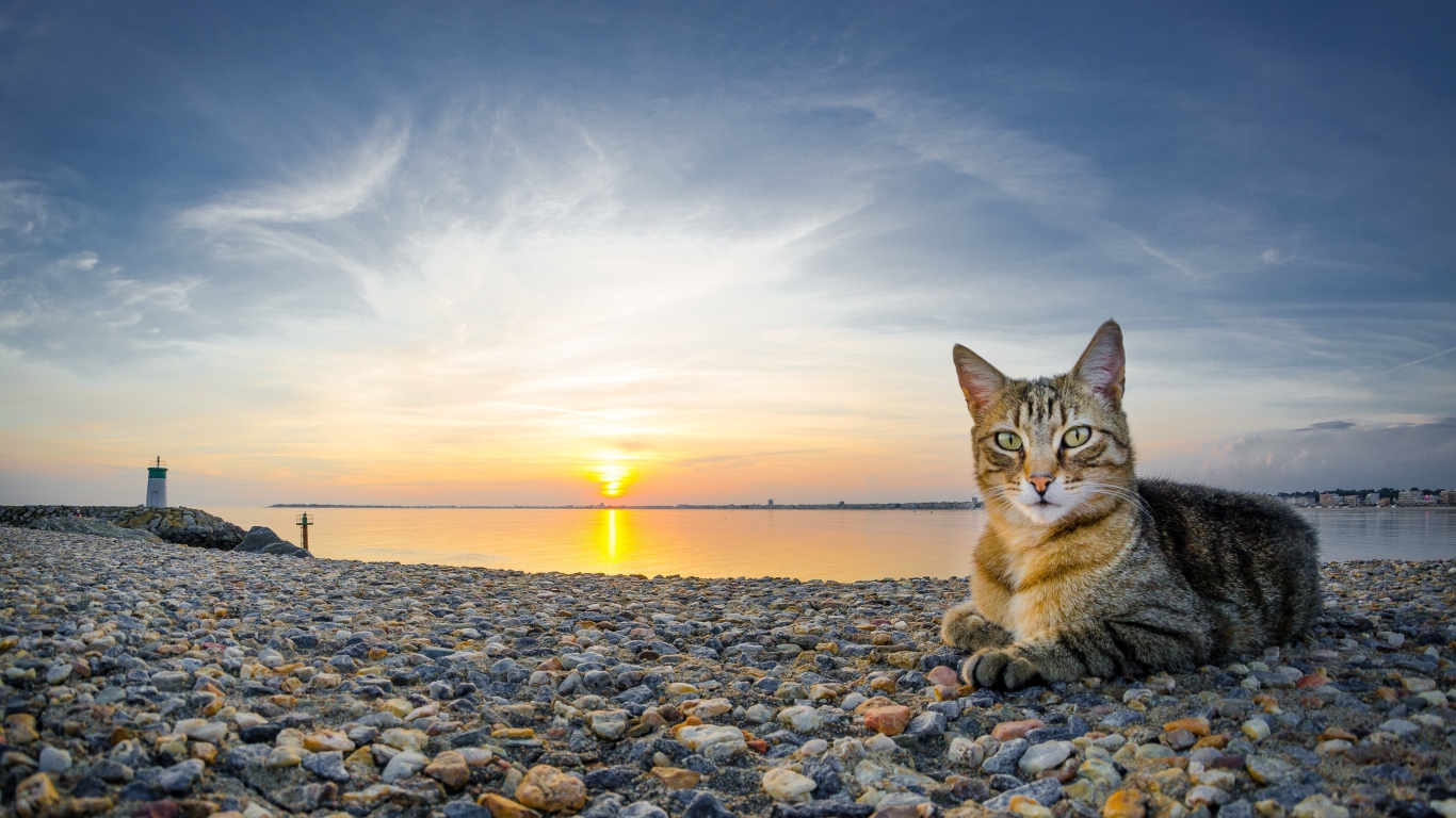 Серый кот лежит на гальке на берегу на закате 