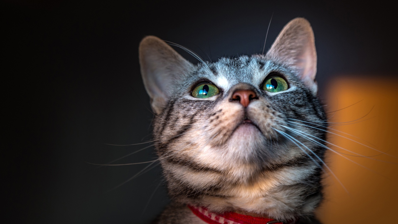 Серый зеленоглазый кот с ошейником 