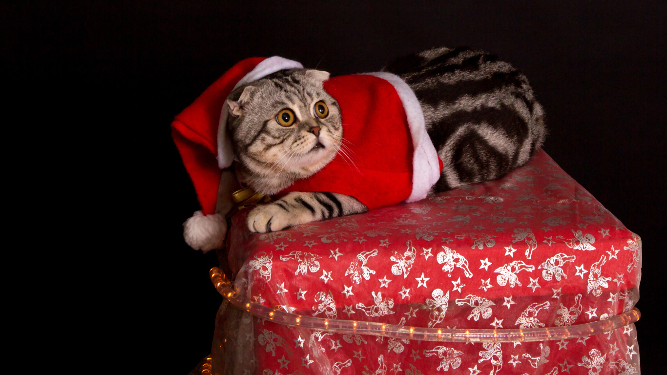 Серый породистый кот в новогоднем костюме на черном фоне