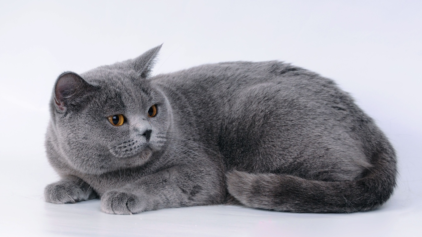 Большой британский кот на сером фоне