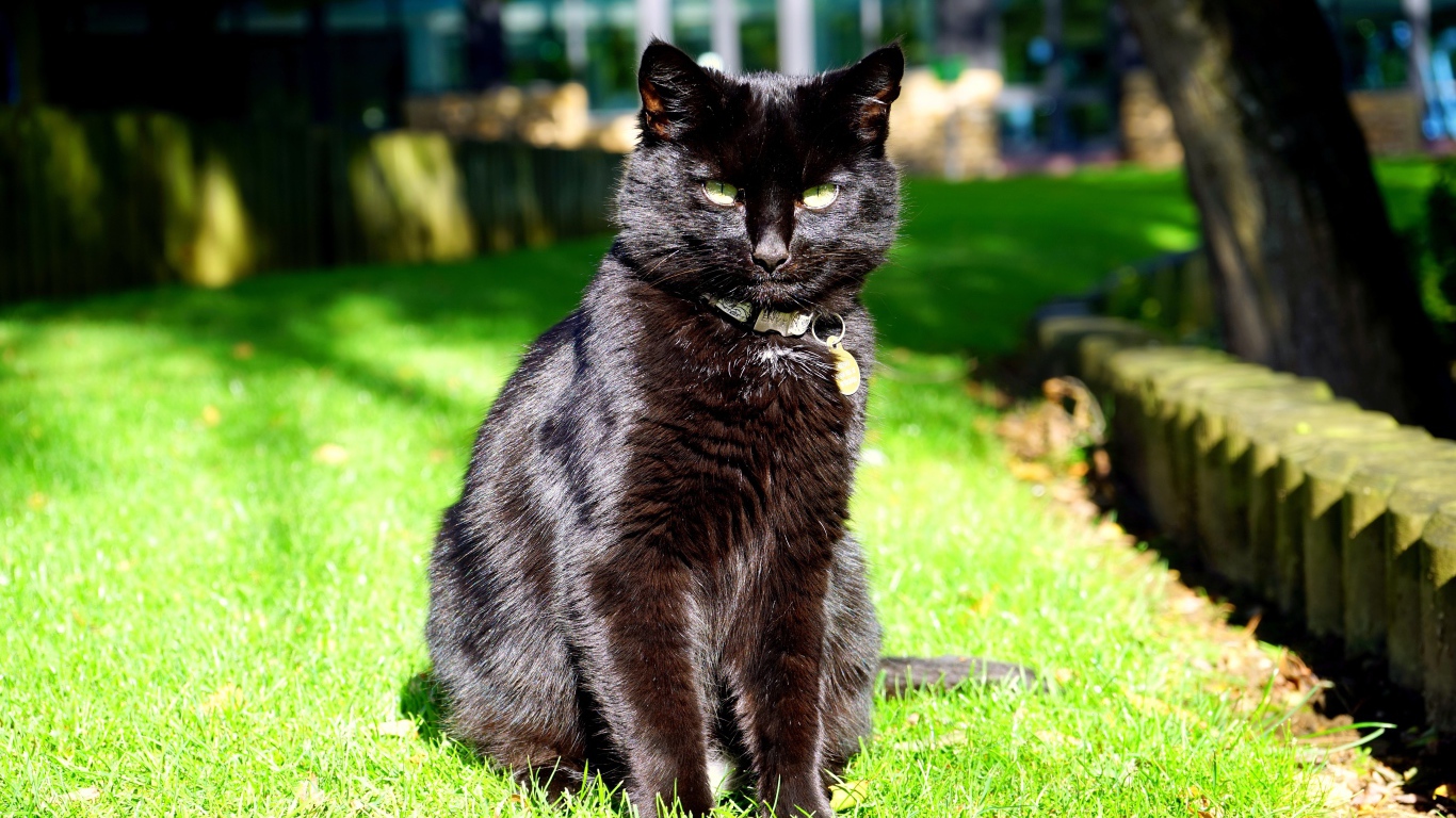 Зеленоглазый черный кот сидит на зеленой траве
