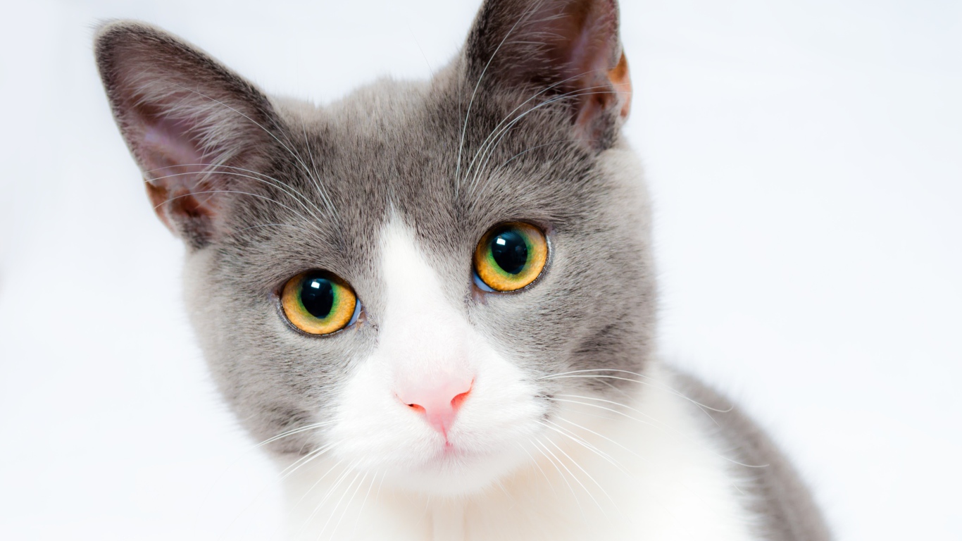 Голова серого с белым кота с желтыми глазами