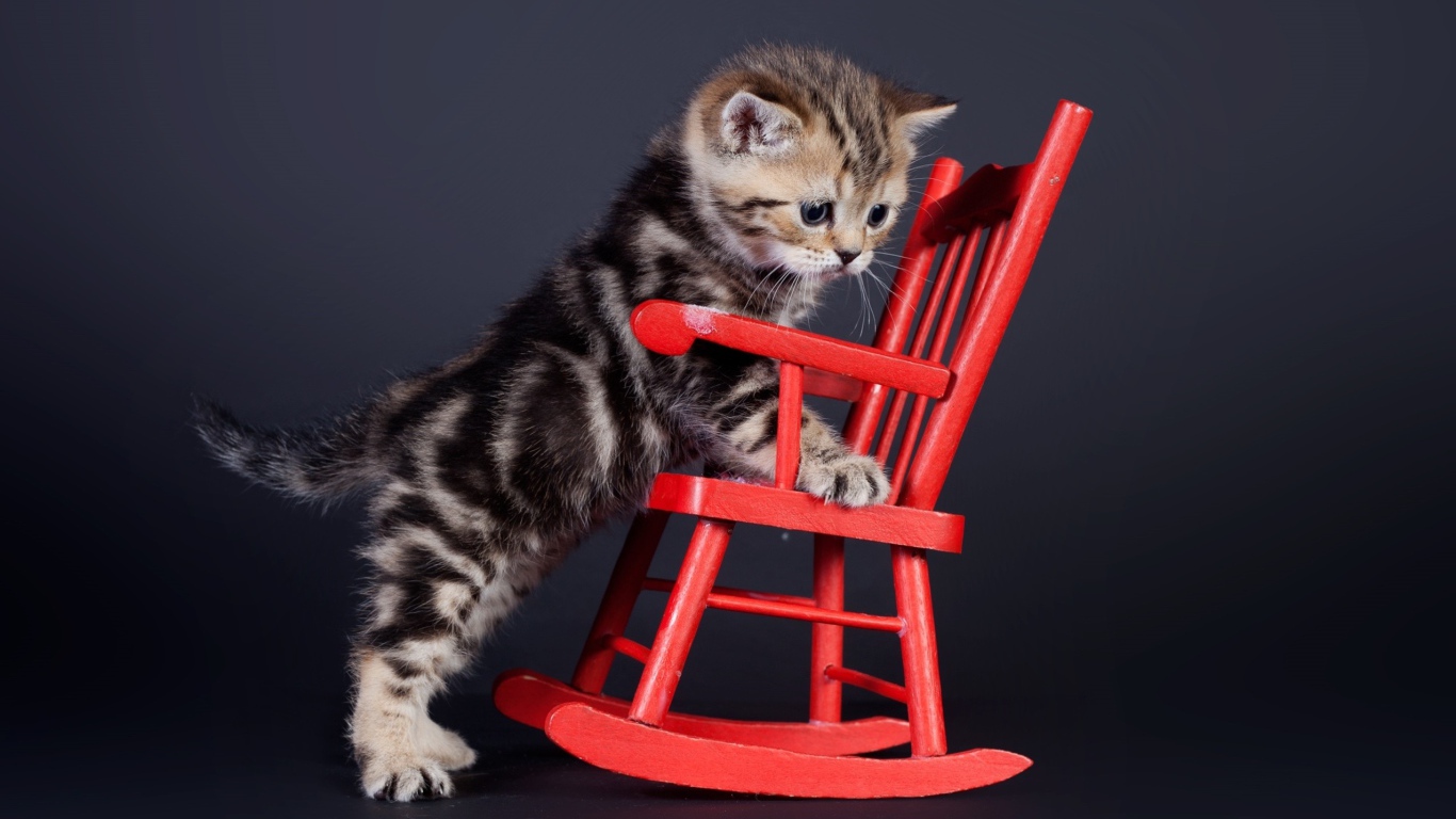 Маленький шотландский котенок на красном игрушечном кресле