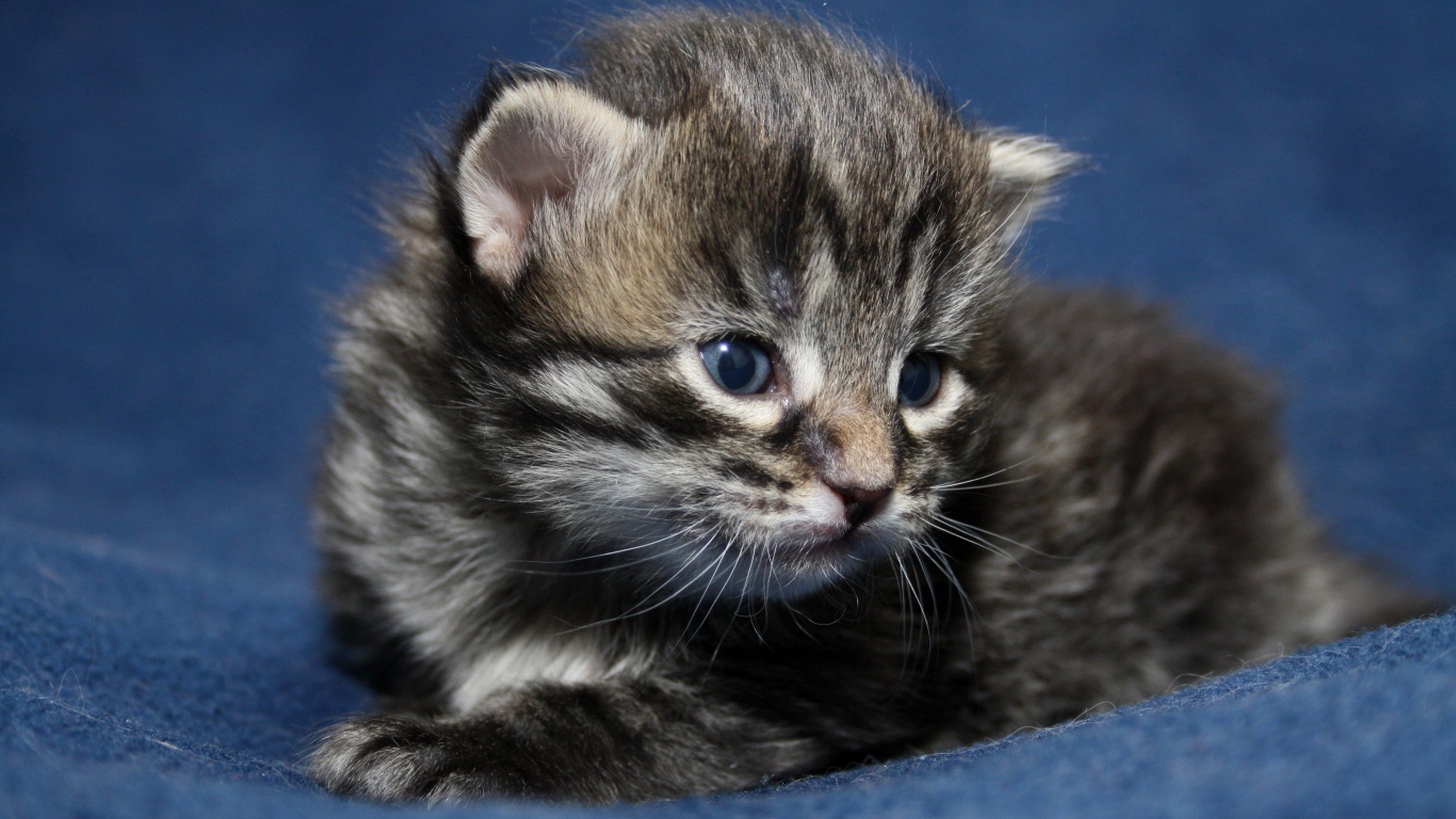 Маленький милый серый котенок крупным планом