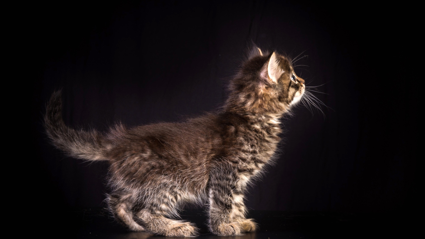 Маленький пушистый серый котенок на черном фоне