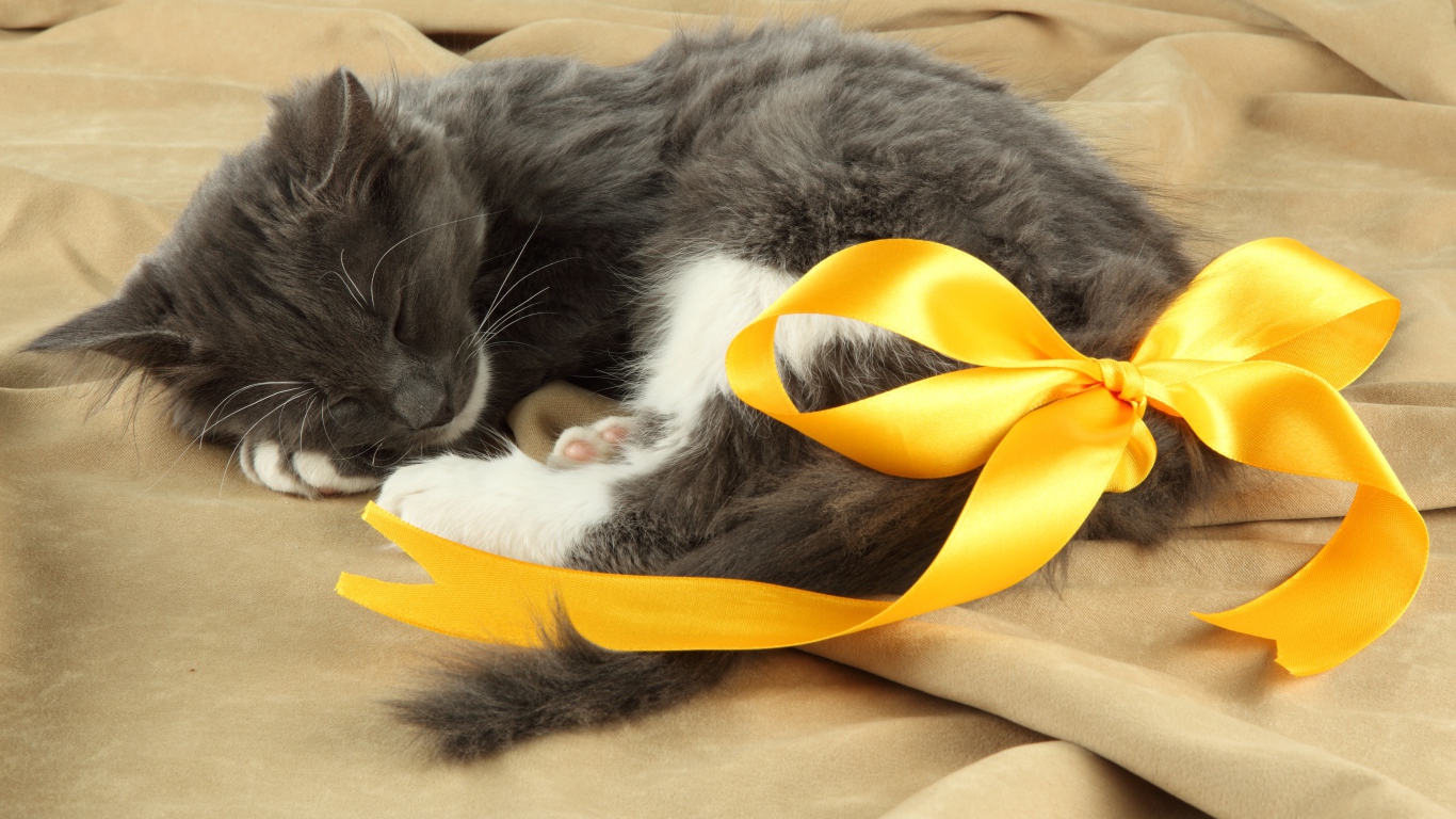 Маленький котенок с бантом из желтой ленты на хвосте
