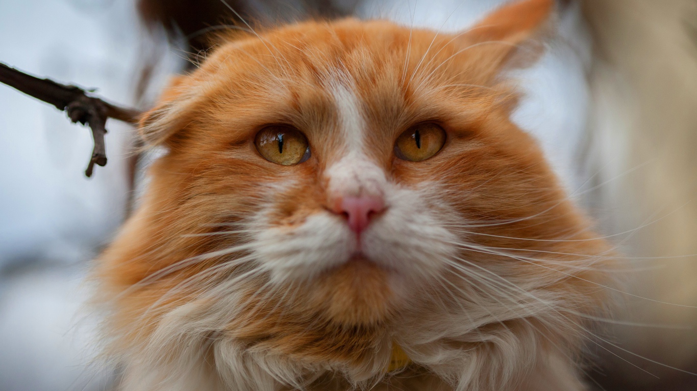 Морда красивого рыжего с белым кота крупным планом