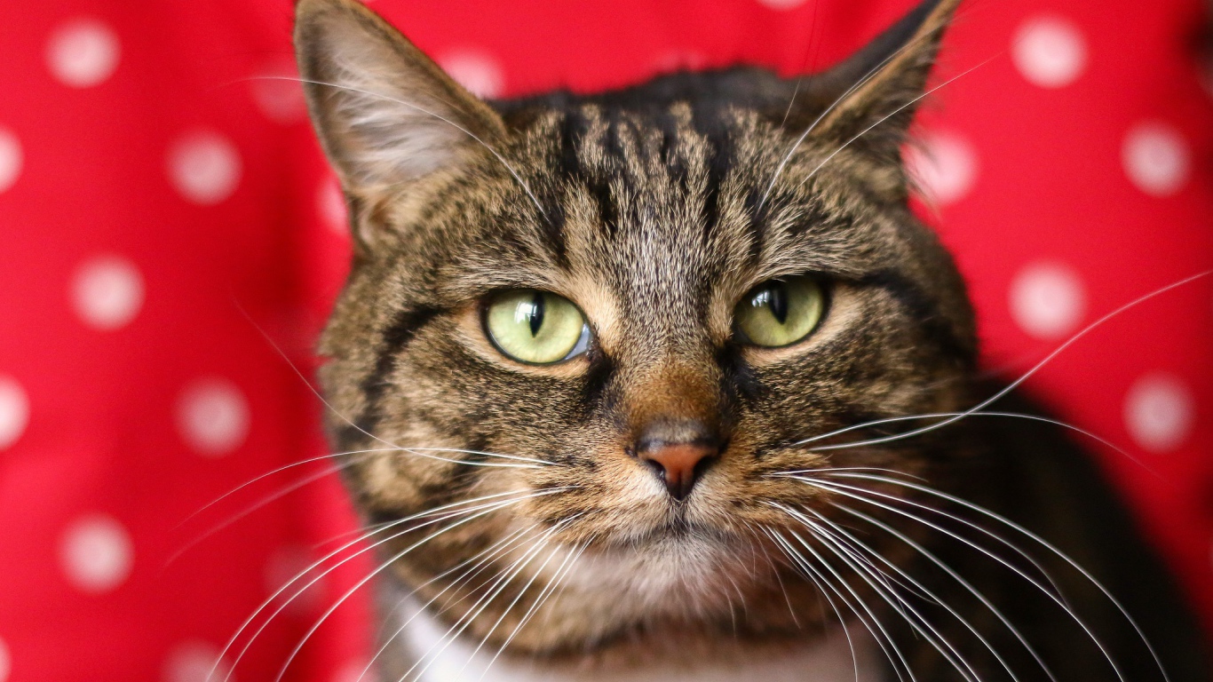 Морда серого кота на красном фоне 