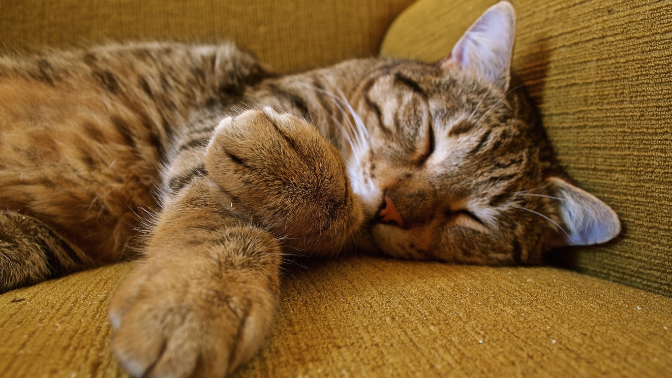 Милый серый кот спит на диване