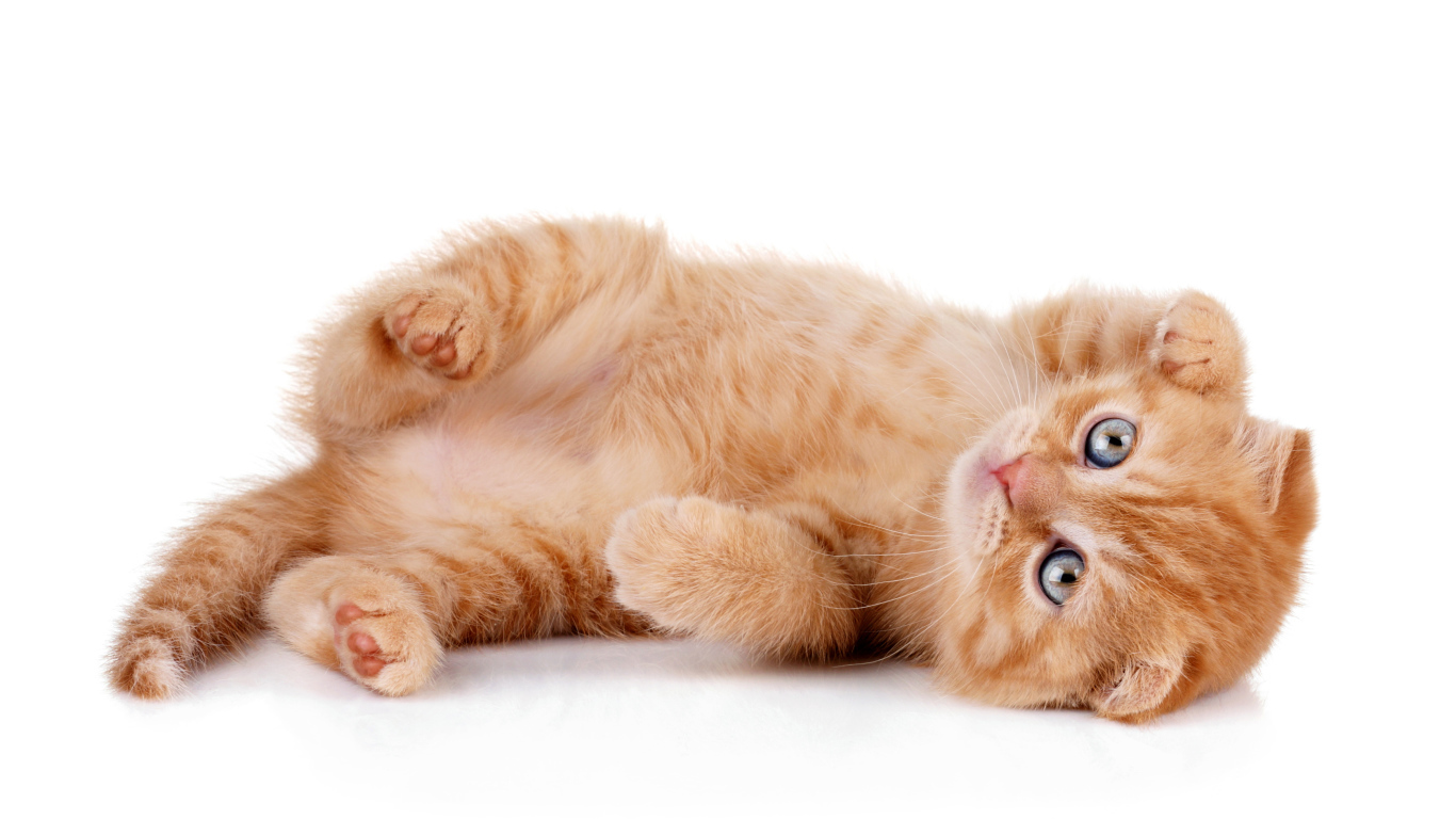 Породистый рыжий котенок на белом фоне