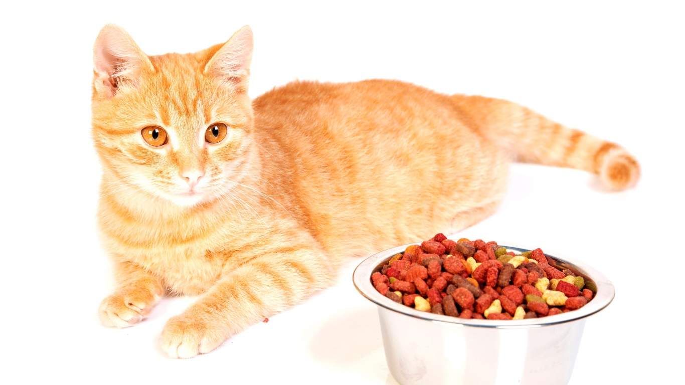 Рыжий котенок с миской корма на белом фоне